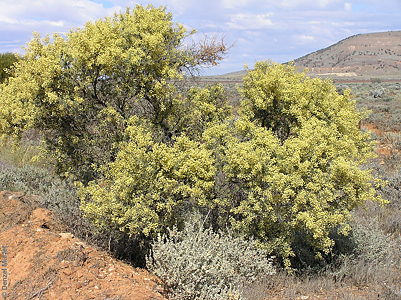 Acacia victoriae ssp. victoriae p Denzel Murfet Port Augusta